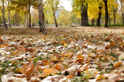 Autumn Lawn with Fallen Leaves