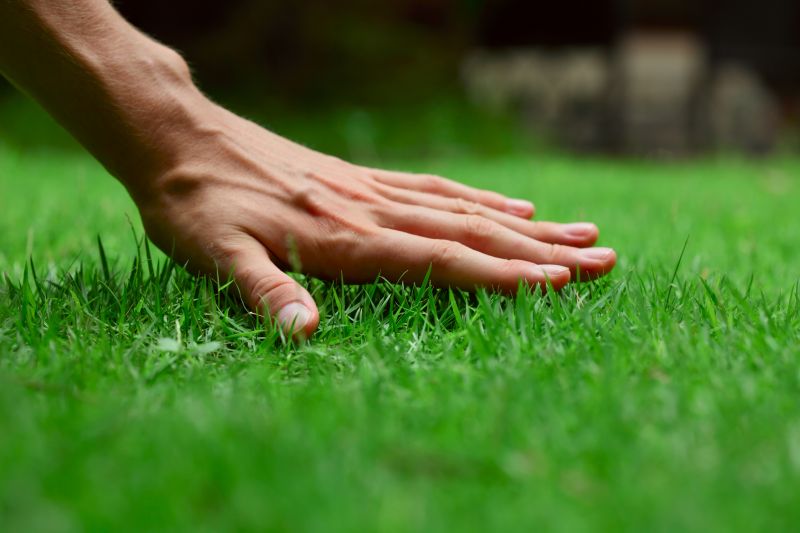 Long-term Lawn Health